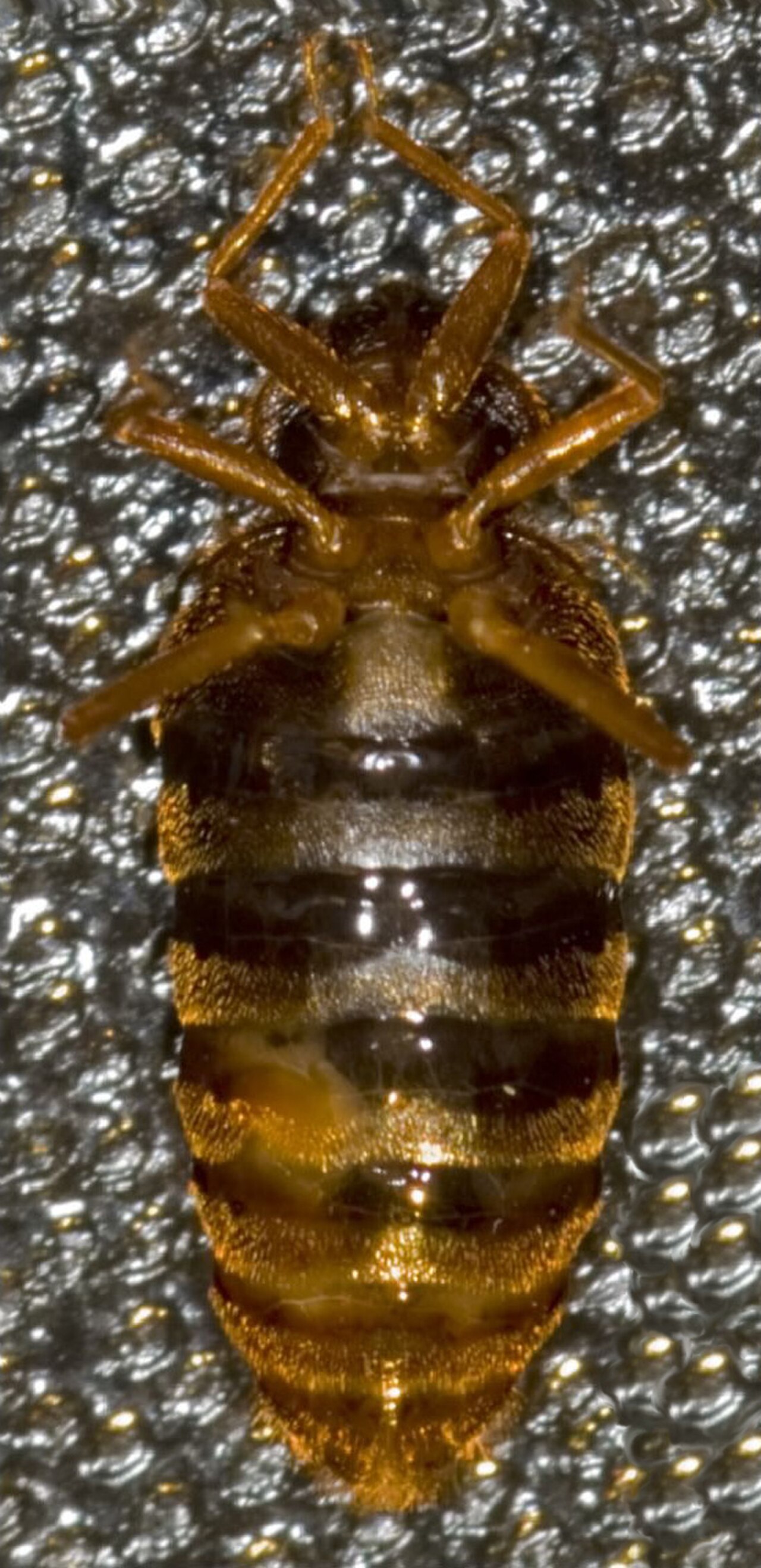 A close-up, top-down view of a bedbug on a textured surface.
