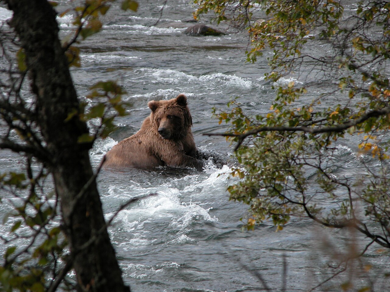 A brown bear sits in a fast-flowing river, looking to the right. Trees with autumn leaves frame the scene.