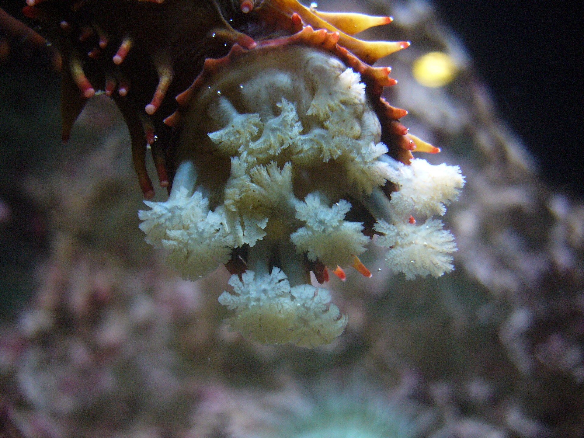 A close-up underwater view of a sea cucumber's tube feet, which are small, white, and feathery in appearance, extending from its body.