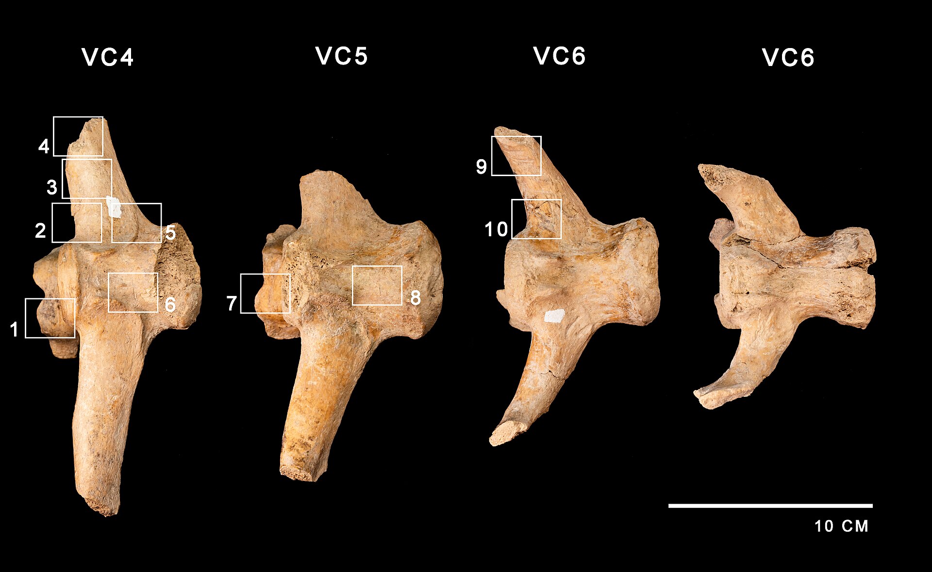 Four fossilized vertebrae labeled VC4, VC5, and VC6, with numbered boxes indicating areas of interest. A scale bar indicates 10 cm.