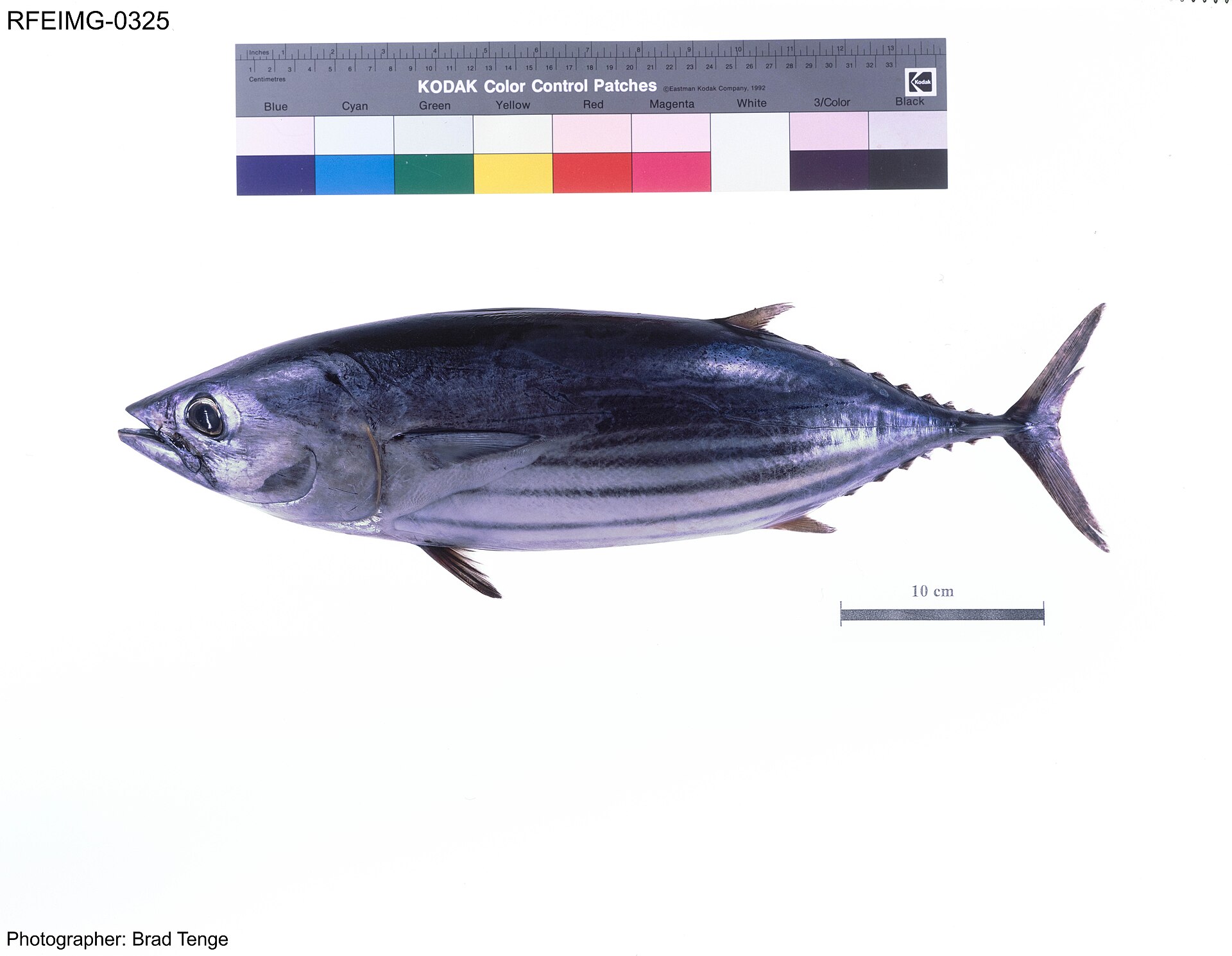 A side profile of a bonito fish with dark stripes on its side, against a white background. A color calibration strip and a 10 cm scale bar are visible above and to the right of the fish.